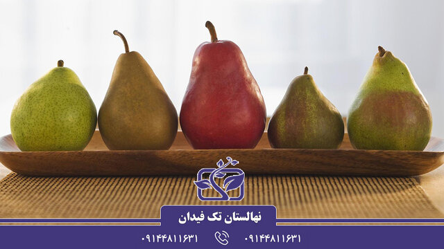 آشنایی با ارقام نهال گلابی پربار و تجاری جهت احداث باغ گلابی آشنایی با ارقام نهال گلابی پربار و تجاری جهت احداث باغ گلابی