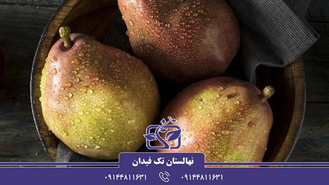 آشنایی با ارقام نهال گلابی پربار و تجاری جهت احداث باغ گلابی