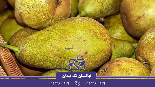 آشنایی با ارقام نهال گلابی پربار و تجاری جهت احداث باغ گلابی