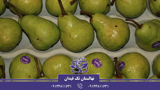 آشنایی با ارقام نهال گلابی پربار و تجاری جهت احداث باغ گلابی