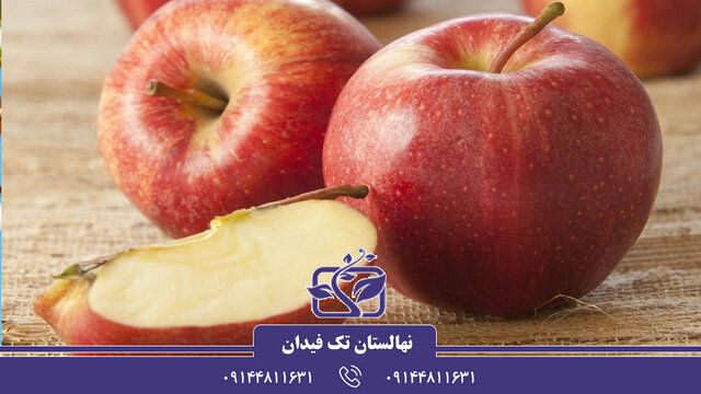 انواع نهال سیب پیوندی و اصلاح شده بهمراه نکات کاشت و پرورش