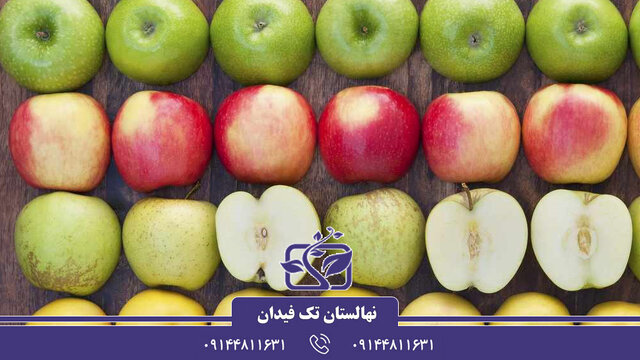 انواع نهال سیب پیوندی و اصلاح شده بهمراه نکات کاشت و پرورش