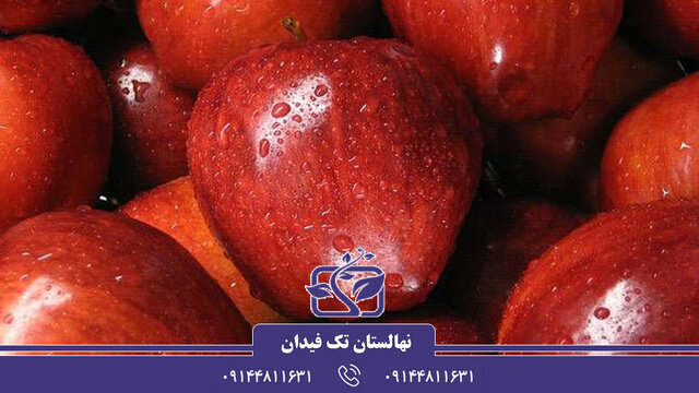 انواع نهال سیب پیوندی و اصلاح شده بهمراه نکات کاشت و پرورش