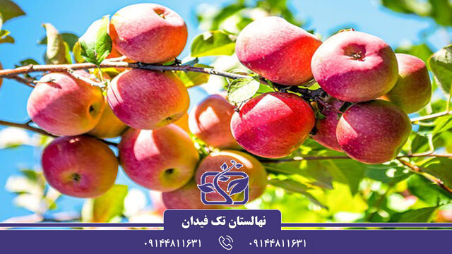انواع نهال سیب پیوندی و اصلاح شده بهمراه نکات کاشت و پرورش