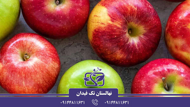 انواع نهال سیب پیوندی و اصلاح شده بهمراه نکات کاشت و پرورش