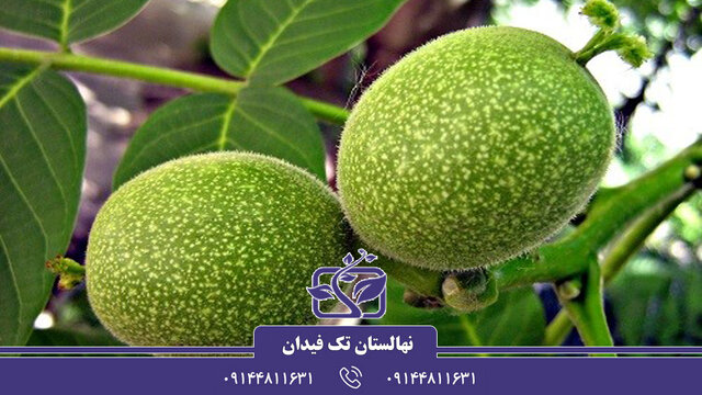 پنج رقم جدید پربار و اقتصادی نهال گردو