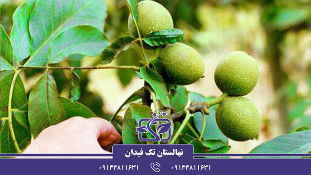 پنج رقم جدید پربار و اقتصادی نهال گردو