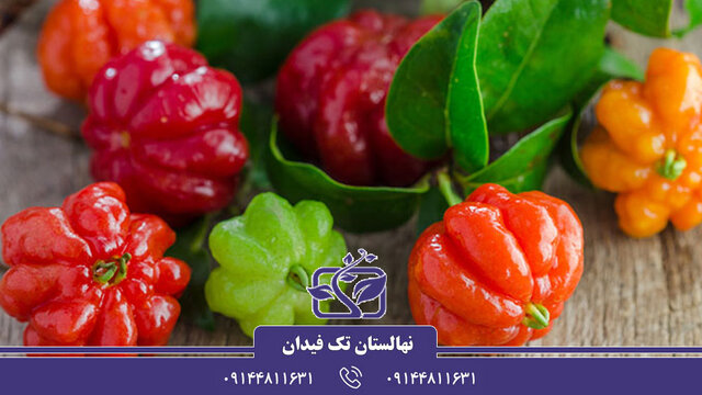 کشت و خرید نهال گیلاس و آلبالو - راهی به سوی باغچهای تازه و میوههای شیرین