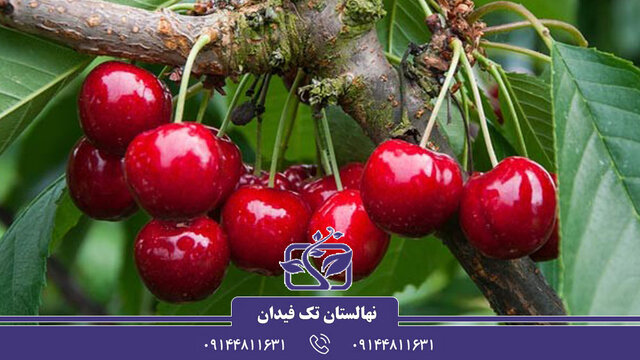 کشت و خرید نهال گیلاس و آلبالو - راهی به سوی باغچهای تازه و میوههای شیرین