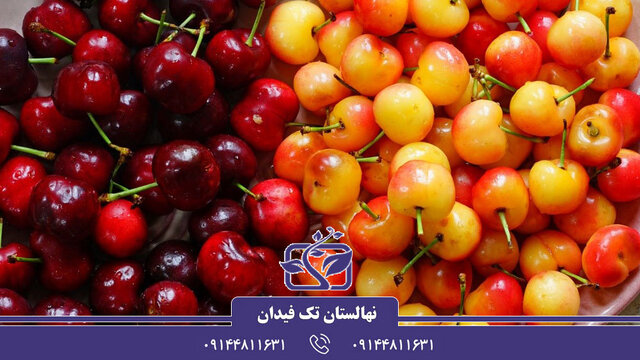 کشت و خرید نهال گیلاس و آلبالو - راهی به سوی باغچه‌ای تازه و میوه‌های شیرین