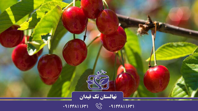 کشت و خرید نهال گیلاس و آلبالو - راهی به سوی باغچه‌ای تازه و میوه‌های شیرین