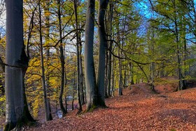 مرداب «دریوک» مازندران