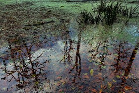 مرداب «دریوک» مازندران