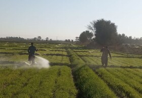 رفع تداخلات نزدیک به ۲۰۰ هزار هکتار از اراضی کشاورزی در آذربایجان غربی