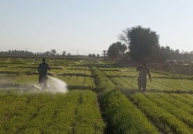 مبارزه شیمیایی با کرم برگ‌خوار در مزارع گندم بمپور