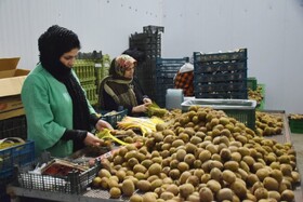 صادرات کیوی از اول مهرماه مجاز شد