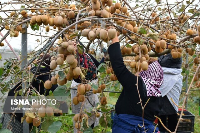 بسته بندی کیوی پیش از صادرات در آستارا + تصاویر