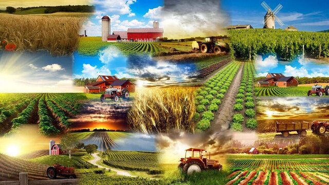 خودکفایی ۹۰ درصدی برنج با ورود ارقام جدید خودکفایی ۹۰ درصدی برنج با ورود ارقام جدید