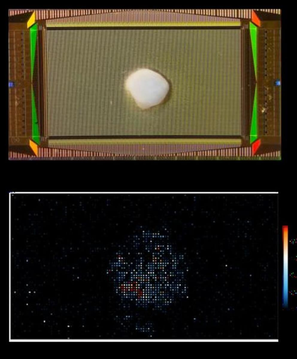دانشمندان یک زیسترایانه با بافت واقعی مغز انسان ساختند