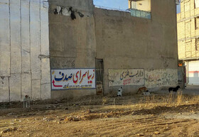 تاکید فرماندار بویراحمد بر جمع آوری سگ‌های ولگرد از سطح شهر یاسوج