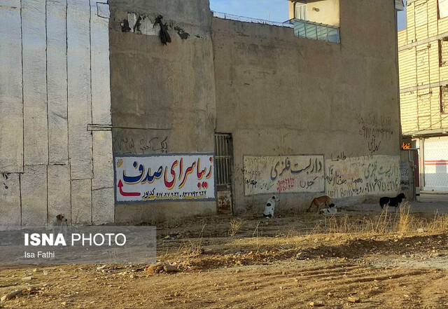 زنگ خطر سگهای ولگرد در یاسوج به صدا درآمد