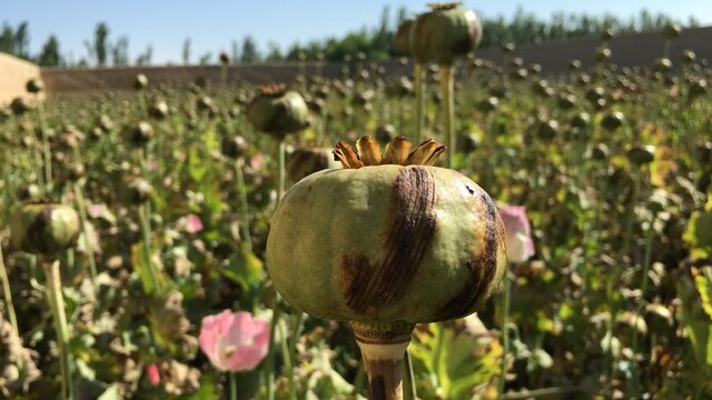 پای تریاک چطور به ایران باز شد؟