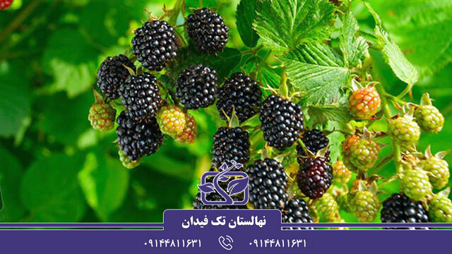 آشنایی با ارقام نهال توت پربار مناسب توتستانهای تجاری