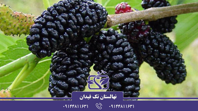 آشنایی با ارقام نهال توت پربار مناسب توتستانهای تجاری