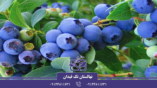 انواع نهال بلوبری خاص ویژه دوستداران باغبانی و نهال کاری