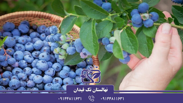 انواع نهال بلوبری خاص ویژه دوستداران باغبانی و نهال کاری