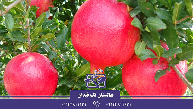 خرید بهترین ارقام نهال انار اقتصادی و مناسب برای کاشت در ایران