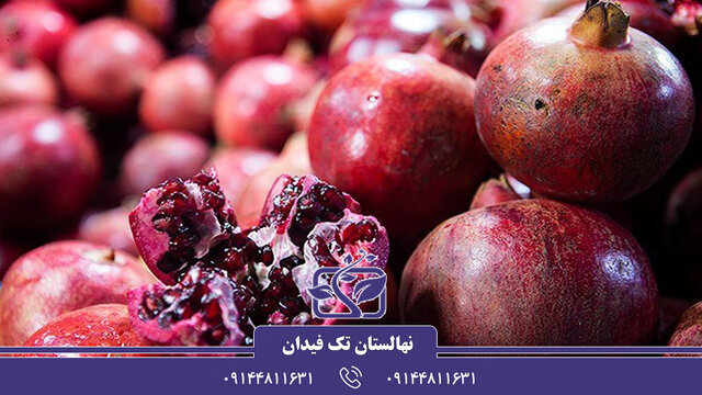 خرید بهترین ارقام نهال انار اقتصادی و مناسب برای کاشت در ایران