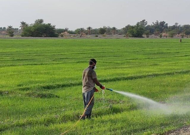 ارائه خدمت به کشاورزان از سامانههای بازارگاه و سامکا انجام میشود ارائه خدمت به کشاورزان از سامانههای بازارگاه و سامکا انجام میشود