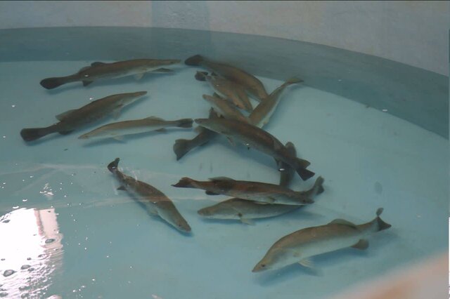 کسب فناوری تولید بچه ماهی توسط محققین جهاددانشگاهی بوشهر