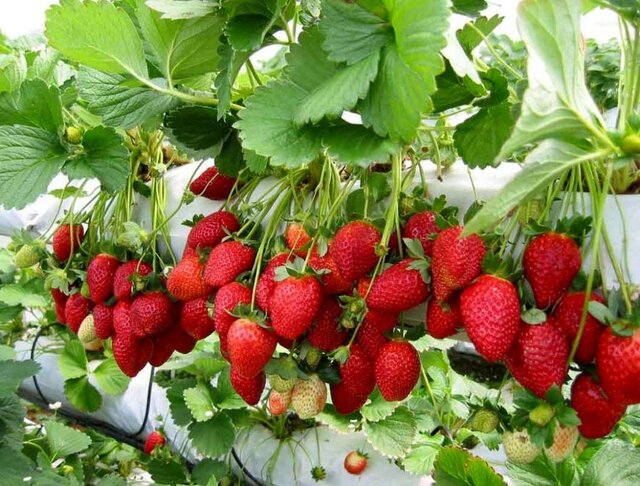 پیش‌بینی برداشت ۱۲ هزار تن توت‌فرنگی از مزارع گلستان