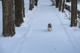 بارش اولین برف سال ۱۴۰۲ در اردبیل