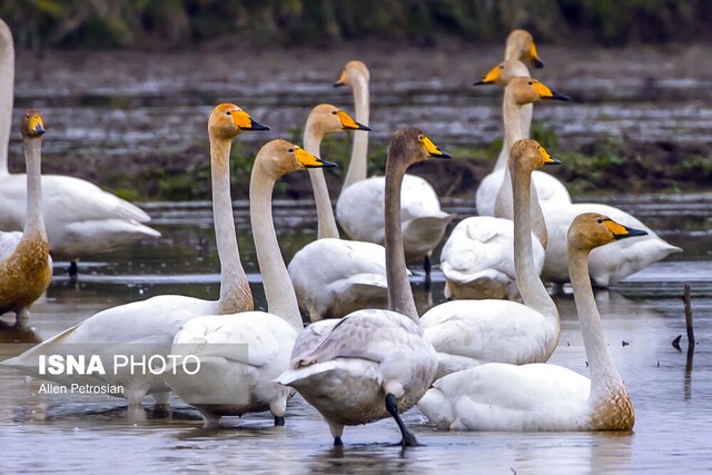 تاثیر تغییر اقلیم در تاخیر مهاجرت پرندگان به تالاب انزلی