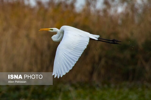 تاثیر تغییر اقلیم در تاخیر مهاجرت پرندگان به تالاب انزلی