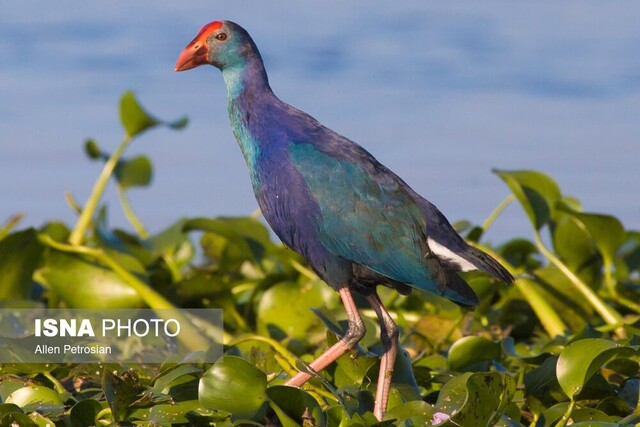 تاثیر تغییر اقلیم در تاخیر مهاجرت پرندگان به تالاب انزلی