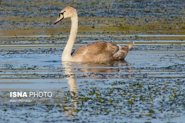 تاثیر تغییر اقلیم در تاخیر مهاجرت پرندگان به تالاب انزلی
