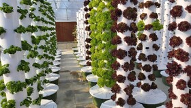 برگزاری وبینار «انواع گلخانه و گلخانه هیدروپونیک» در دانشگاه الزهرا