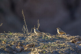 منطقه حفاظت‌شده «میشداغ» زیستگاه پرنده‌های بومی و مهاجر است.