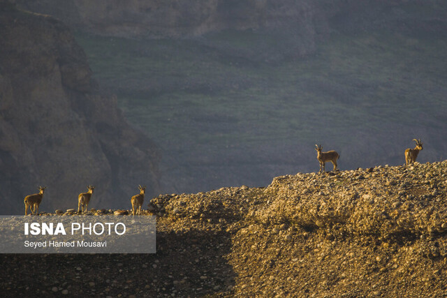 عکس: آرشیو اقدامات محیطزیست برای مدیریت تعارضات حیاتوحش در الموت