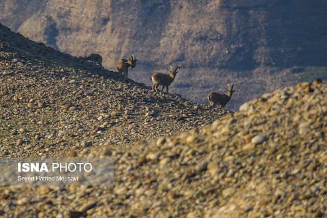 عکس خبر آرشیوی است. ۵۰ درصد گونههای حیات وحش را در نیم قرن اخیر از دست دادهایم