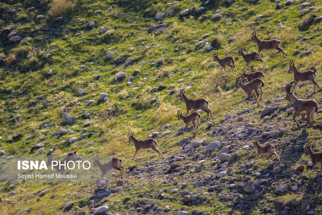 عکس تزئینی است فصل زادآوری حیاتوحش آغاز شده/ دلسوزی اشتباه نکنیم