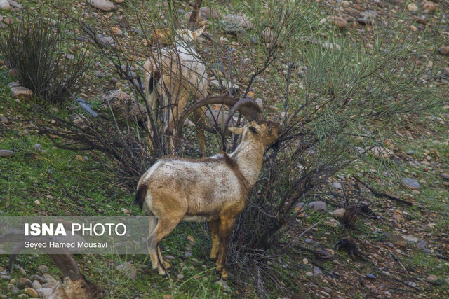 عکس تزیینی است افتتاح گذرگاه امن برای عابران در حیات وحش ورجین استان تهران