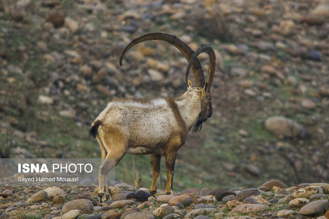 آذرماه وارد مناطق حفاظت شده نشویم آذرماه وارد مناطق حفاظت شده نشویم