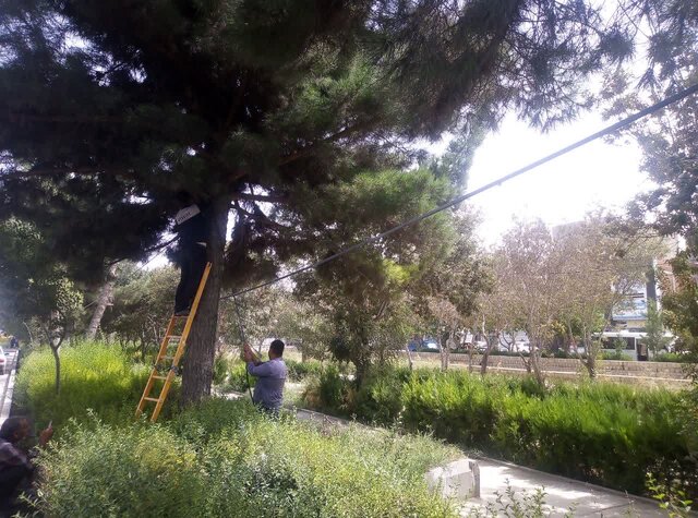 توسعه فضای سبز از اولویتهای شهرداری بجنورد است