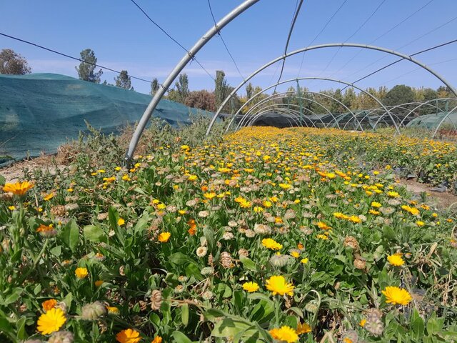 توسعه فضای سبز از اولویتهای شهرداری بجنورد است