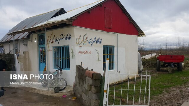 مزارع نیشکر پذیرای رونمایی از لوح ثبتی «سیاشکر» گیلان